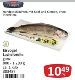 Kastner Feinspitz Eisvogel Lachsforelle Angebot
