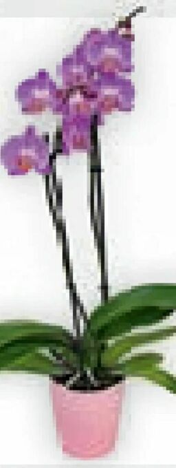 Billa Orchidee Angebot