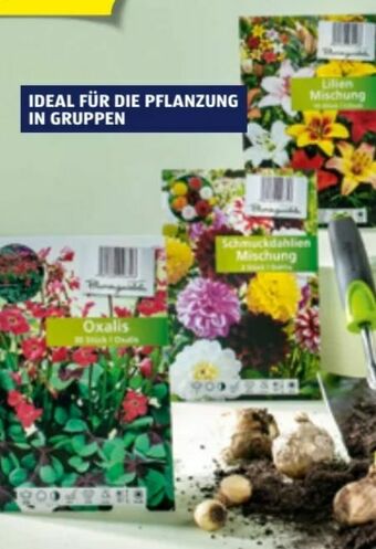 Hofer Blumenzwiebeln Angebot