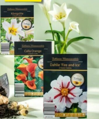 Hofer Exklusive Blumenzwiebeln Angebot