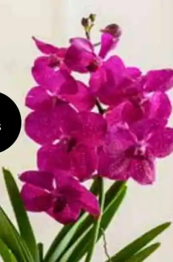Dehner Orchidee Vanda Angebot