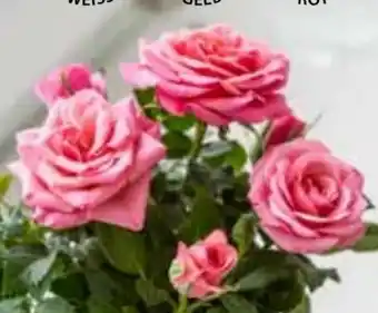 Rosen