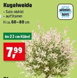 Thomas Philipps Kugelweide Salix nishiki Angebot