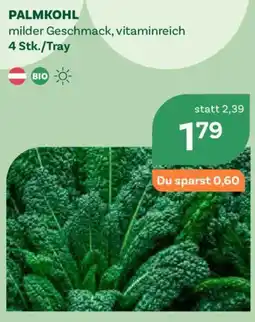 Bellaflora Palmkohl Angebot
