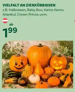 Bellaflora Zierkürbisse Angebot