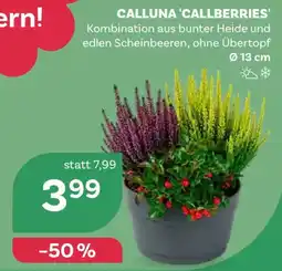 Bellaflora Calluna 'Callberries' Angebot