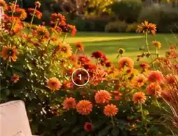 Bellaflora Dahlie 'autumn mix' Angebot