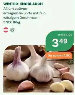 Bellaflora Winter-Knoblauch Angebot