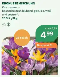 Bellaflora Krokusse Mischung Angebot