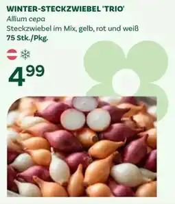 Bellaflora Winter-Steckzwiebel 'Trio' Angebot