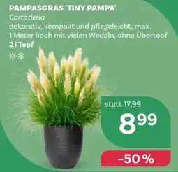 Bellaflora Pampasgras 'Tiny Pampa' Angebot