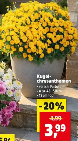 Thomas Philipps Kugelchrysanthemen Angebot
