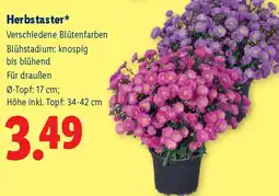Lidl Herbstaster* Angebot