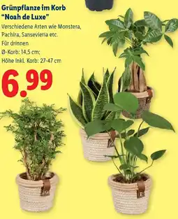 Lidl Grünpflanze im Korb "Noah de Luxe" Angebot