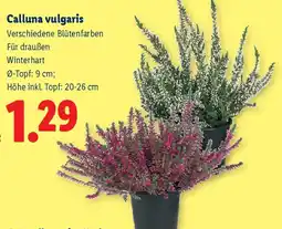 Lidl Calluna vulgaris Angebot