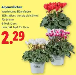 Lidl Alpenveilchen Angebot