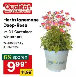 Lagerhaus Herbstanemone Deep-Rose Angebot