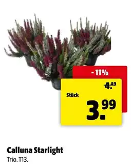 Eurogast Grissemann Calluna Starlight Angebot