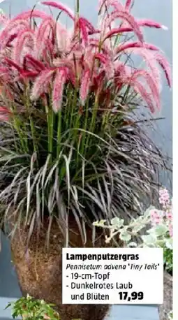 Bauhaus Lampenputzergras Pennisetum avena 'Tiny Tails' Angebot