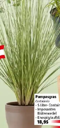 Bauhaus Pampasgras Cortaderia Angebot