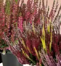 Bauhaus Calluna 'Beauty Ladies' Angebot