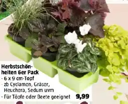 Bauhaus Herbstschönheiten 6er Pack Angebot