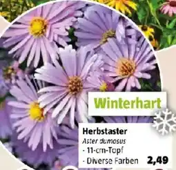 Bauhaus Herbstaster Aster dumosus Angebot