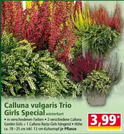 Norma Calluna vulgaris Trio Girls Special Angebot