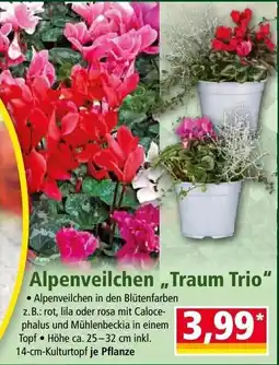 Norma Alpenveilchen "Traum Trio" Angebot