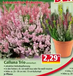 Norma Calluna Trio Angebot