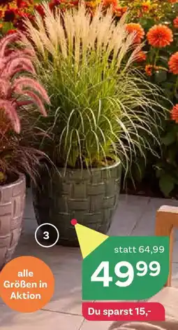 Bellaflora Pflanztopf 'harbin' Angebot