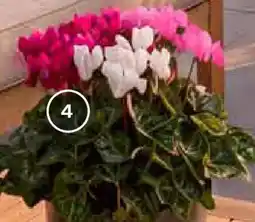 Bellaflora Alpenveilchen 'patio trio' Angebot