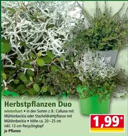 Norma Herbstpflanzen Duo Angebot