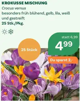 Bellaflora Krokusse Mischung Angebot