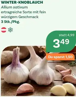 Bellaflora Winter-knoblauch Angebot