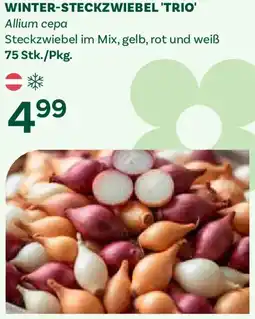 Bellaflora Winter-steckzwiebel 'trio' Angebot