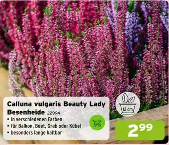Salzburger Lagerhaus Calluna vulgaris Beauty Lady Besenheide Angebot