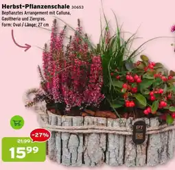 Salzburger Lagerhaus Herbst-Pflanzenschale Angebot