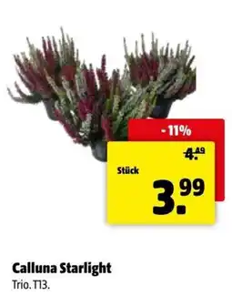 Der Grissemann Calluna Starlight Angebot