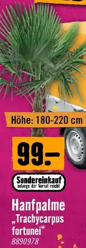Hornbach Hanfpalme "Trachycarpus fortunei" Angebot
