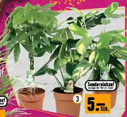 Hornbach Grünmix M Angebot