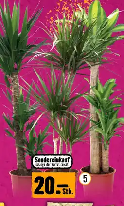 Hornbach Grünmix XL Angebot