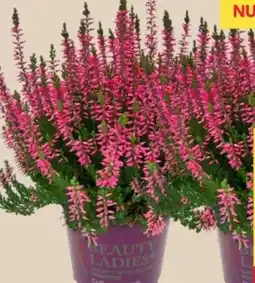 MPreis Calluna Beauty Ladies Angebot