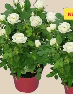 MPreis Rosen Angebot