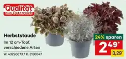 Lagerhaus Herbststaude Angebot