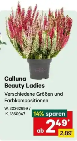 Lagerhaus Calluna Beauty Ladies Angebot