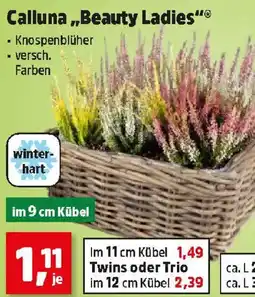 Thomas Philipps Calluna "Beauty Ladies" Angebot
