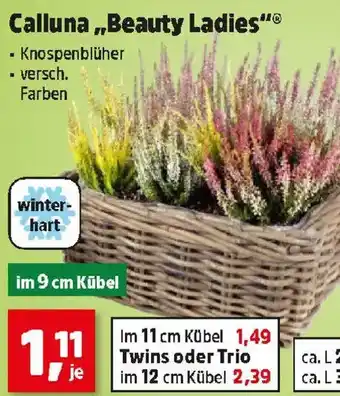 Calluna "Beauty Ladies"