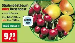 Thomas Philipps Säulenobstbaum oder Buschobst Angebot