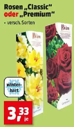 Thomas Philipps Rosen "Classic" oder "Premium" Angebot